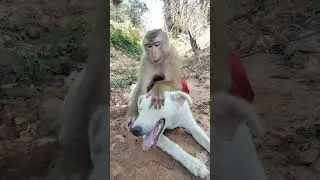 Dog vs monkey Play Fight in woods…. ariana grande