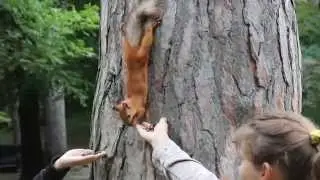 Белка
