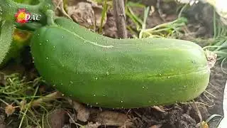 conociendo la flor femenina y masculina de la calabaza 🎃 y el pepino🥒🥒🥒