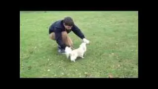 MIRA
