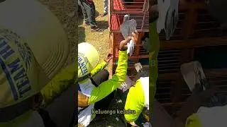 KENAPA BURUNG JUARA RATA-RATA WARNA KELABU?
