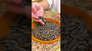 আরবের মানুষ কি ভাবে খেজুরের বীজ থেকে কফি বানিয়ে খায় #food #coffee #trending