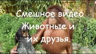 Смешное видео. Животные и их друзья.