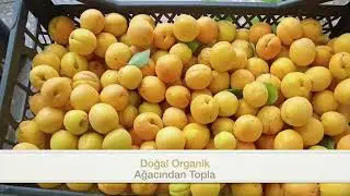 Doğal Organik Kayısı #kayısı #kayseri #organik