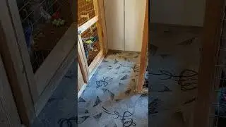 возмущение в обезьяньем доме😲😝 #обезьяна #funnyanimal #animals #monkey #животные #зоо