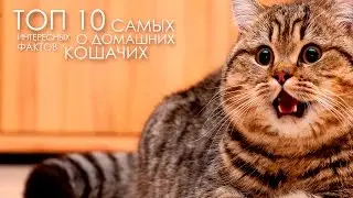 ТОП 10 САМЫХ ИНТЕРЕСНЫХ ФАКТОВ О ДОМАШНИХ КОШАЧЬИХ | AT