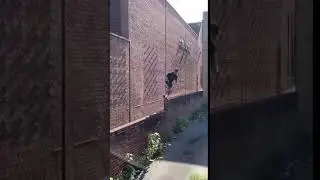 Flip Videos