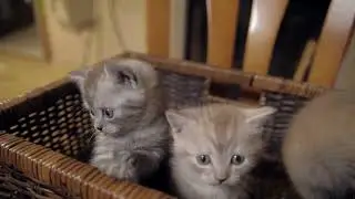 Three little kitten with blue eyes trying to jump from the box #Animals #Cute #Dogs #Cats