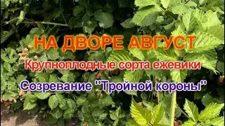 На дворе Август.  Созревание ежевики 