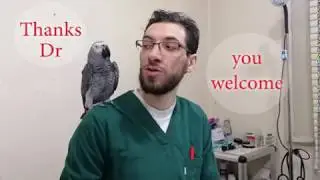 funny parrot