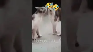 🤣🤣🤣😂🤣
