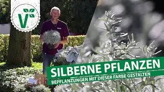 Silberlaubige Pflanzen für Bepflanzungen