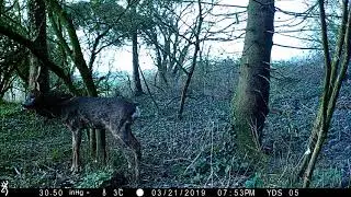 strong buck on a browning dark ops