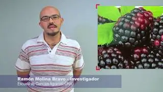 La mora