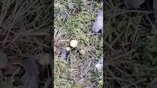 Лисички