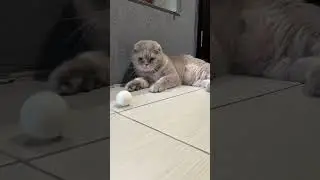 😸😸😸☄️#cat