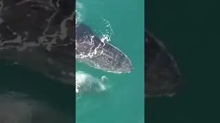 #humpback
