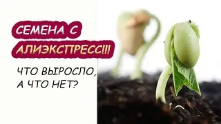 Эксперемент с семенами из Китая. ЧТО проросло с Aliexpress?
