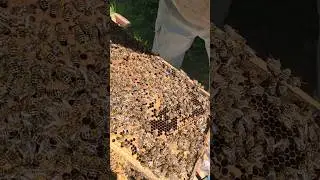 Сбежала молодая матка 