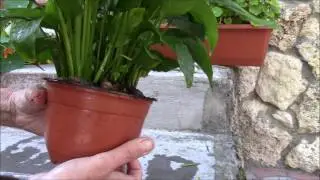 Спатифиллум.  Женское счастье.  Цветение и подкормка спатифиллума