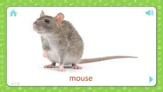 Mouse - Wild Animals - Flashcards for Kids