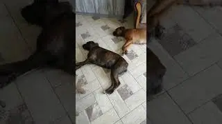 Спокойствие, только спокойствие. Собаки в грозу.
