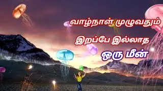 வாழ்நாள் முழுவதும் இறப்பே இல்லாத மீன் | jellyfish Turritopsis dhronii |