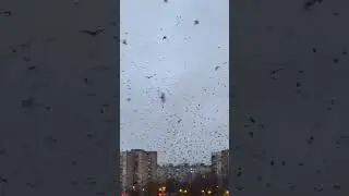 Мурмурация (Арена Рига, 24.01.24)