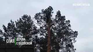 Спил деревьев альпинисты