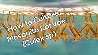 How To Culture Mosquito Larvae For Fish Food