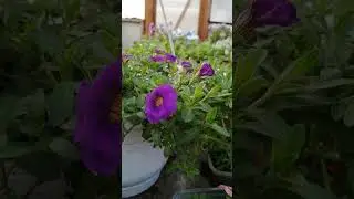 ЧТО ДЕЛАТЬ !! ОНИ  ЦВЕТУТ