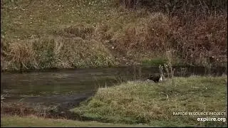 Decorah North Nest 11-2-24 DNF fishes in the stream, eats her fish, finishes with a nice drink