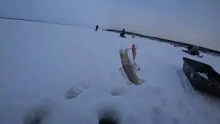 Шарап 4 января. Судак на ОВХ