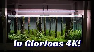 4k Cinematic Forest Aquascape Tour, Plant and Fish List.