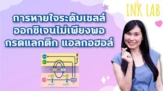 🧬เซลล์และการทำงานของเซลล์ 12 : การหายใจระดับเซลล์ออกซิเจนไม่เพียงพอ การหมัก [Biology#29]
