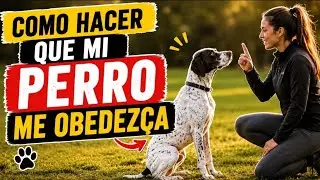 como hacer que mi perro me obedezca perro entrenado