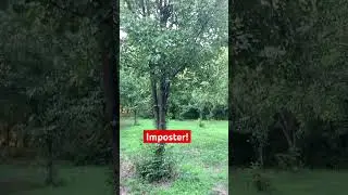 Imposter Pear