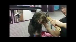 Perro de aguas, rizos pero sin nudos
