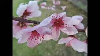 ЛУТРО ПОЗАР