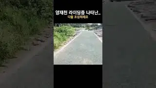 양재천 자전거 라이딩중 만난.. 다들 조심하세요!