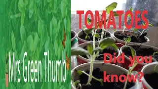TOMATOES - Did you know?