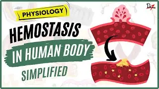 How does the bleeding stop? | Hemostasis Explained