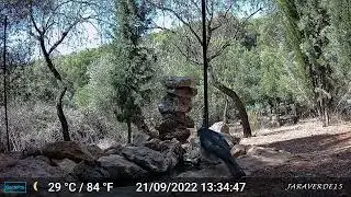 Camara Trampa en el Bebedero (Gavilan Comun)