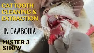Cat Teeth Extraction and Cleaning in Cambodia! Mr. J's Voyage to the Pet Dentist in Phnom Penh