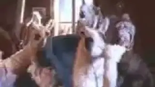 LLAMA QUE LLAMA