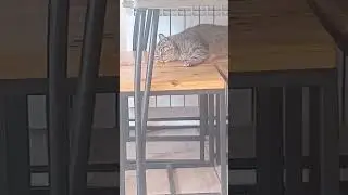жизнь без забот