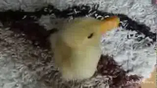 Шустрый утенок!