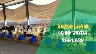 BUZOQlarni ochiq havoda saqlash!