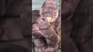 Crunchy sweet potato! #gorilla #eating #asmr #satisfying