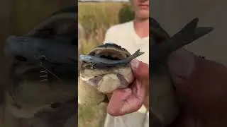 Mudfish in Topwater #shorts #mudfish #fishing #neverendthesend